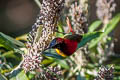 Fire-tailed Sunbird Aethopyga iginicauda iginicauda