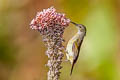 Fire-tailed Sunbird Aethopyga iginicauda iginicauda