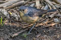 Firethroat Calliope pectardens