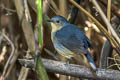 Firethroat Calliope pectardens