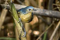 Firethroat Calliope pectardens