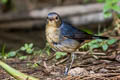 Firethroat Calliope pectardens