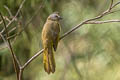 Flavescent Bulbul Pycnonotus flavescens viridis