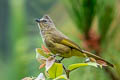 Flavescent Bulbul Pycnonotus flavescens viridis