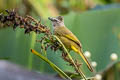 Flavescent Bulbul Pycnonotus flavescens viridis