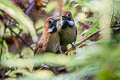 Fluffy-backed Tit-Babbler Macronus ptilosus ptilosus