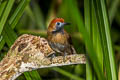 Fluffy-backed Tit-Babbler Macronus ptilosus ptilosus