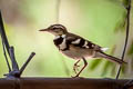 Forest Wagtail Dendronanthus indicus 