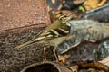 Forest Wagtail Dendronanthus indicus 