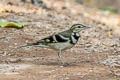 Forest Wagtail Dendronanthus indicus 