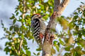 Rufous-bellied Woodpecker Dendrocopos hyperythrus longipennis