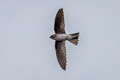 Germain's Swiftlet Aerodramus germani