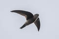 Germain's Swiftlet Aerodramus germani