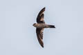 Germain's Swiftlet Aerodramus germani