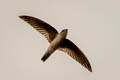 Germain's Swiftlet Aerodramus germani