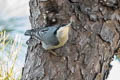 Giant Nuthatch Sitta magna magna