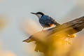 Giant Nuthatch Sitta magna magna