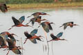 Glossy Ibis Plegadis falcinellus 