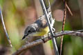 Golden-bellied Gerygone Gerygone sulphurea sulphurea