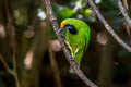 Golden-fronted Leafbird Chloropsis aurifrons incompta