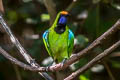 Golden-fronted Leafbird Chloropsis aurifrons incompta