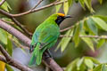 Golden-fronted Leafbird Chloropsis aurifrons pridii