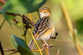 Golden-headed Cisticola Cisticola exilis equicaudatus