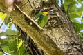 Golden-whiskered Barbet Psilopogon chrysopogon laetus