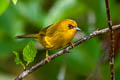 Golden Babbler Cyanoderma chrysaeum aurata