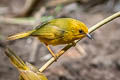 Golden Babbler Cyanoderma chrysaeum aurata