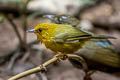 Golden Babbler Cyanoderma chrysaeum aurata