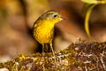 Golden Bush Robin Tarsiger chrysaeus chrysaeus