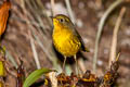 Golden Bush Robin Tarsiger chrysaeus chrysaeus