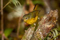 Golden Bush Robin Tarsiger chrysaeus chrysaeus