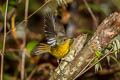 Golden Bush Robin Tarsiger chrysaeus chrysaeus