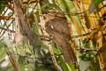 Gould's Frogmouth Batrachostomus stellatus