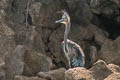 Great-billed Heron Ardea sumatrana