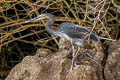 Great-billed Heron Ardea sumatrana