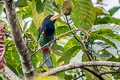 Great Barbet Psilopogon virens virens