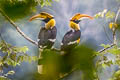 Great Hornbill Buceros bicornis