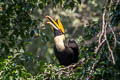 Great Hornbill Buceros bicornis