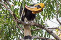 Great Hornbill Buceros bicornis