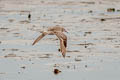 Great Knot Calidris tenuirostris