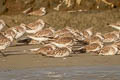 Great Knot Calidris tenuirostris