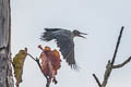 Great Slaty Woodpecker Mulleripicus pulverulentus harterti