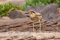 Great Stone-curlew Esacus recurvirostris (Great Thick-knee)