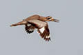 Great Stone-curlew Esacus recurvirostris (Great Thick-knee)