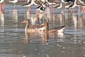 Greater White-fronted Goose Anser albifrons albifrons