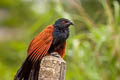 Greater Coucal Centropus sinensis intermedius