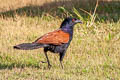 Greater Coucal Centropus sinensis intermedius